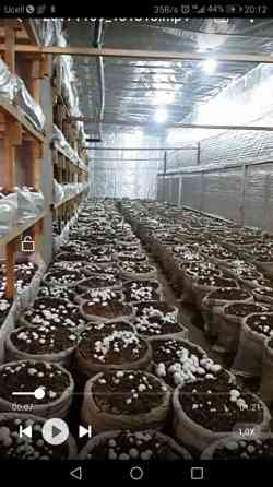 Бизнес с малым вложением, шампиньоны грибы Ташкент