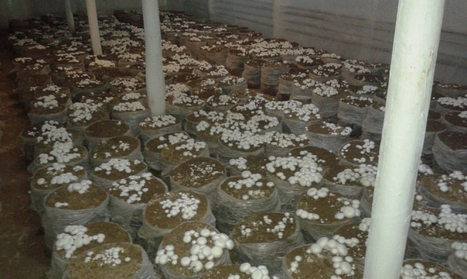 Бизнес с малым вложением, шампиньоны грибы Ташкент - изображение 3