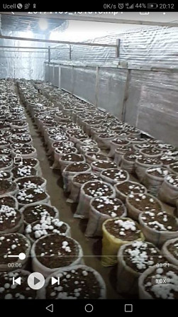 Бизнес с малым вложением, шампиньоны грибы Ташкент - изображение 2