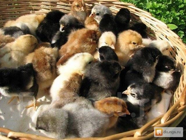 Домашные цыплята (Доставка) Ташкент - изображение 1